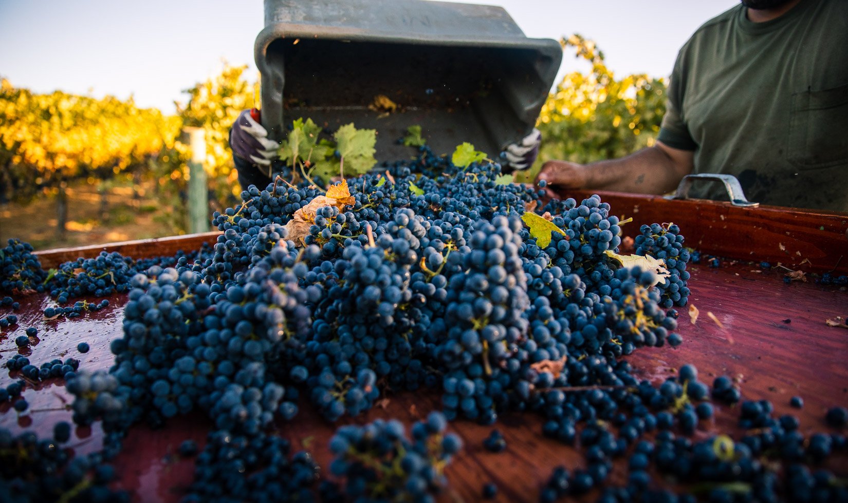 cabernet grapes being dumped onto gondola for jordan winery