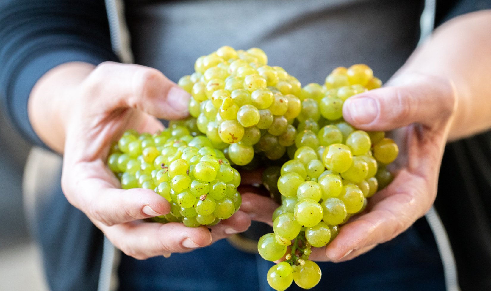 A pair of hands holding out 3 shiny bundles of green chardonnay grapes.