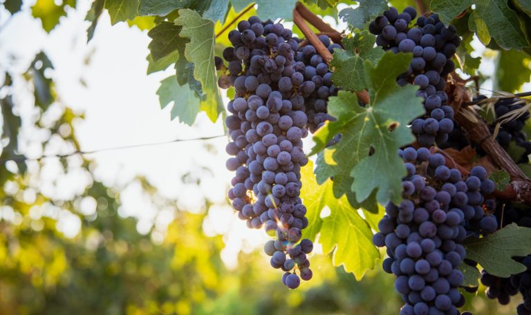 The sun shines through clusters of purple merlot grapes and leaves.