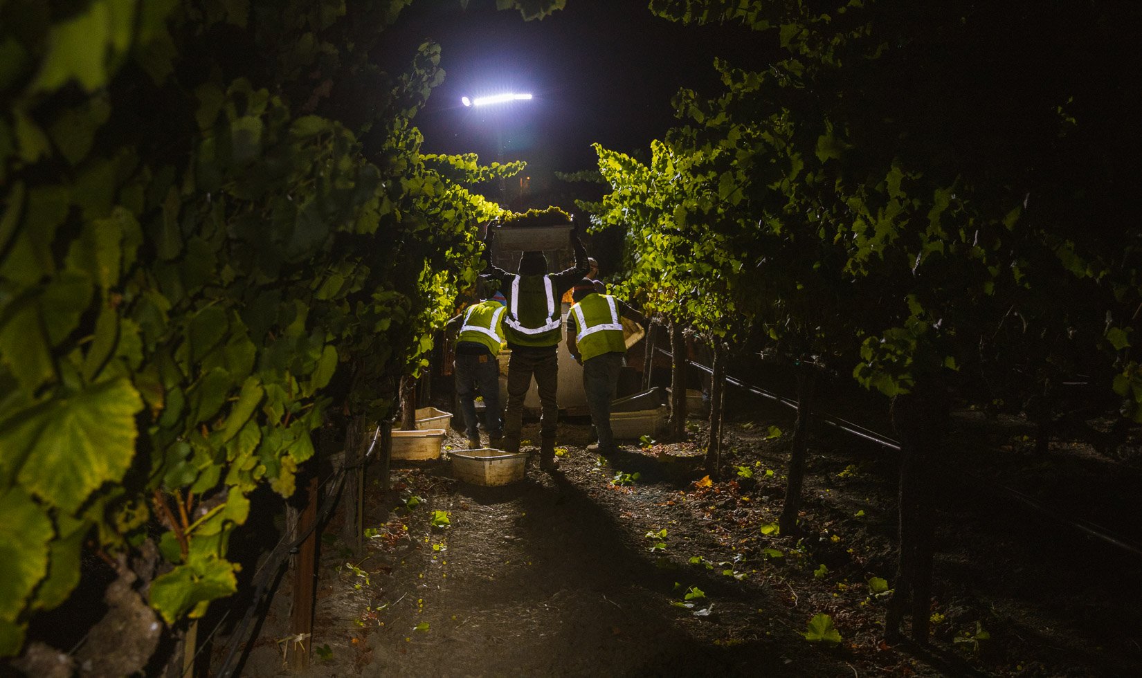 Jordan Winery harvest hairdo harvesting Chardonnay grapes at night