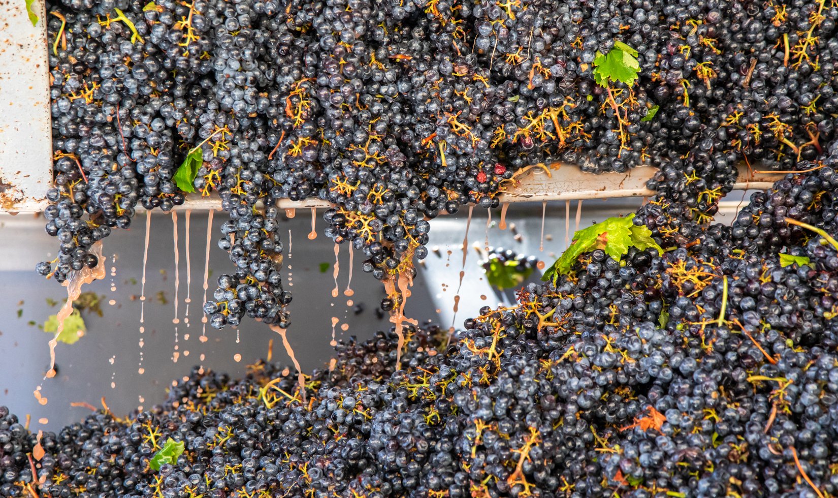 cabernet grapes being crushed in hopper