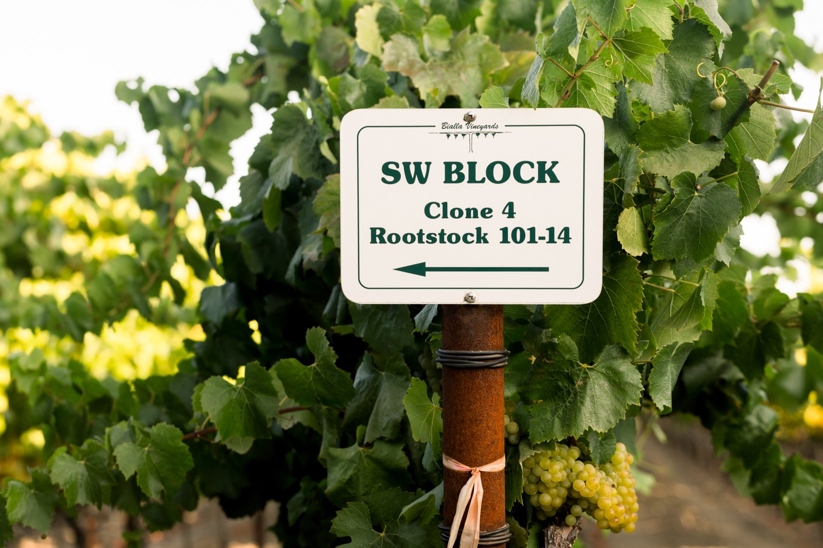 Bialla Vineyards sign at the end of a vineyard row that says: "SW Block Clone 4 Rootstock 101-14."