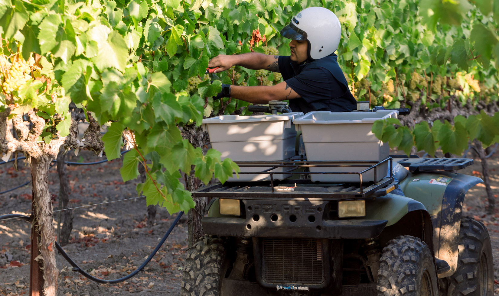 Jordan Winery employee on ATV taking chardonnay grape samples