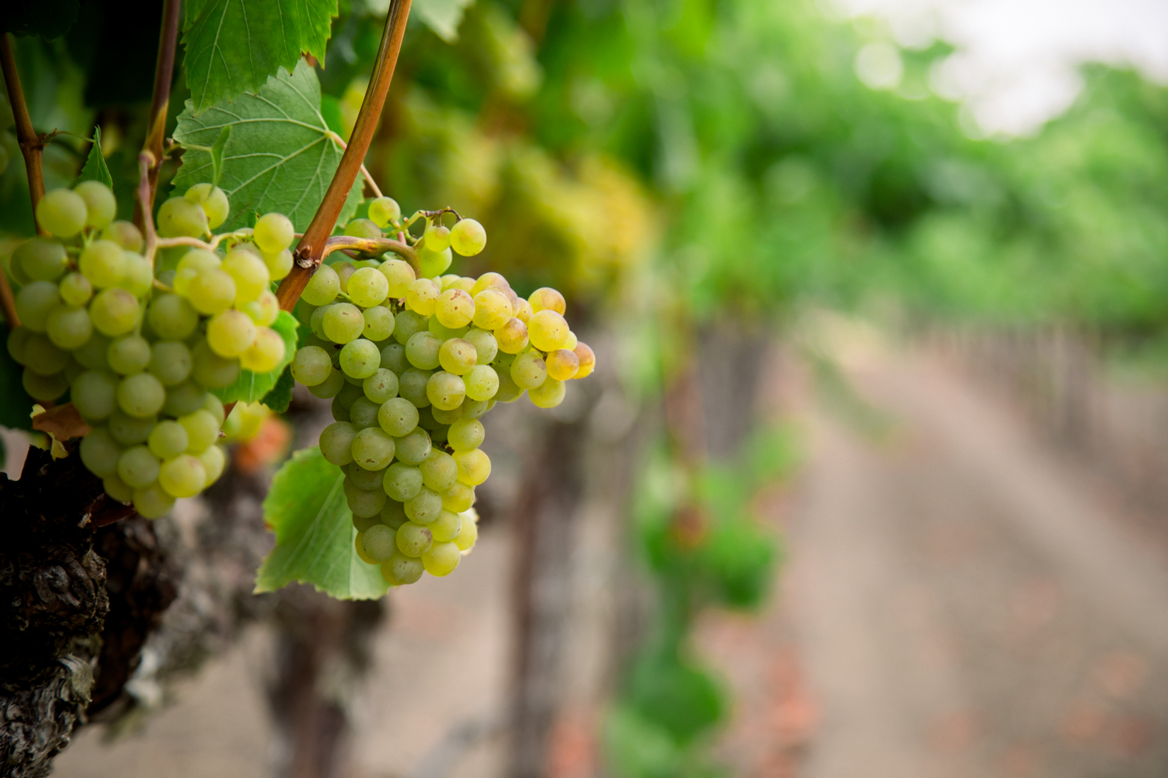 Chardonnay grapes hanging on the vine