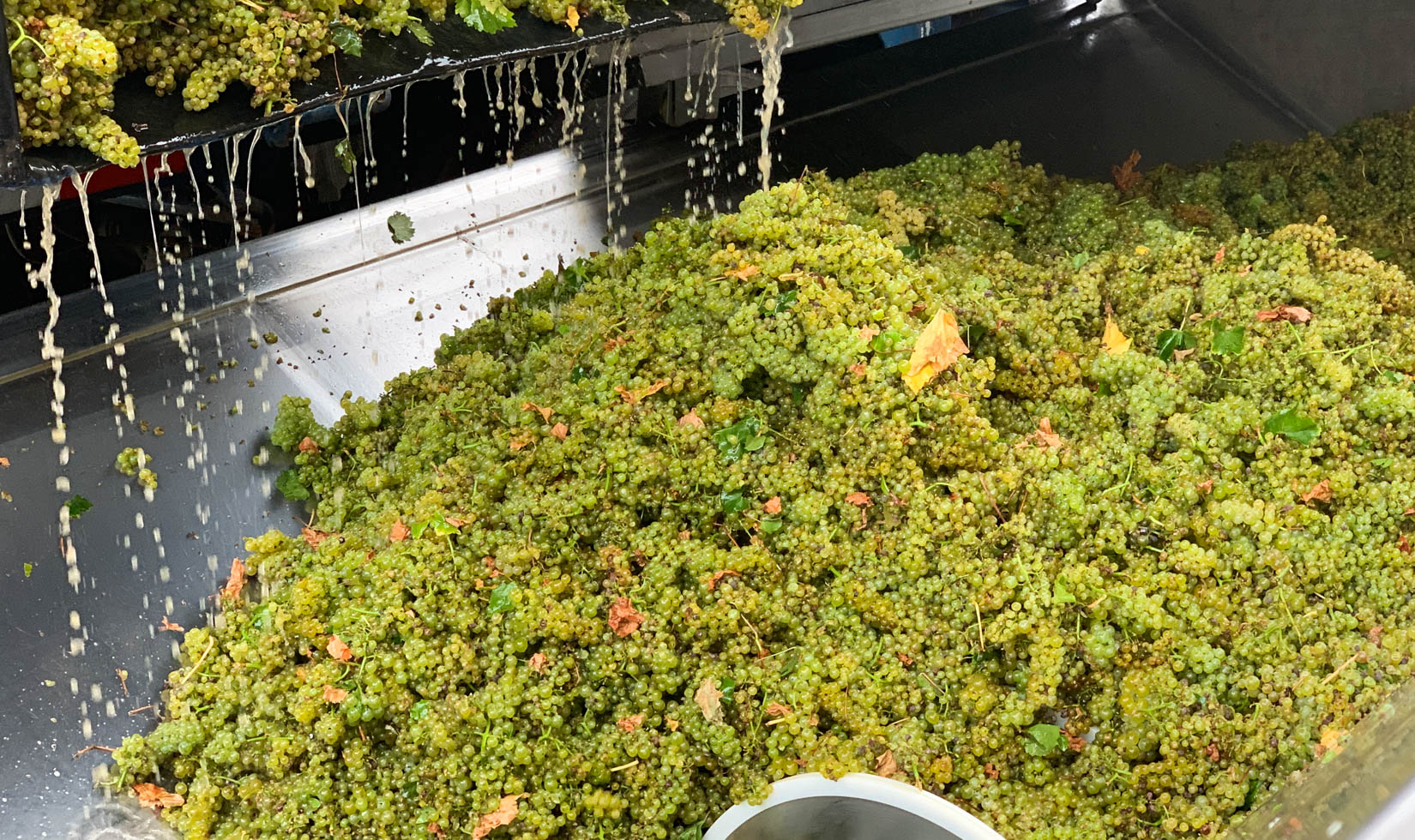 Jordan Chardonnay grapes in hopper at crush pad