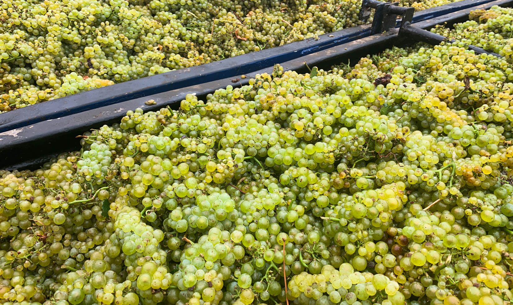 Jordan chardonnay grapes in gondola