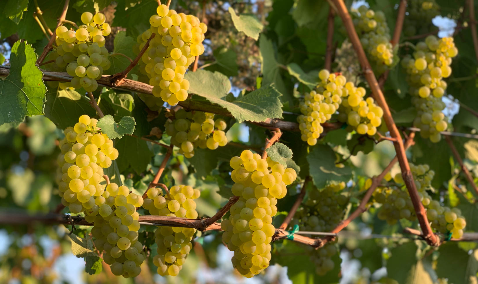 How Sonoma Winemakers Made Great Chardonnay in 2020