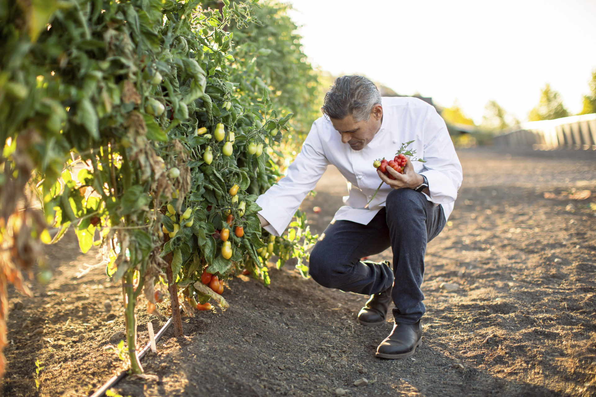 Chef Todd Knoll harvesting tomatoes in garden