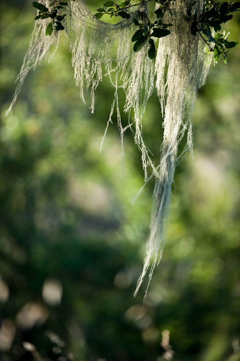 Spanish moss hanging in a tree