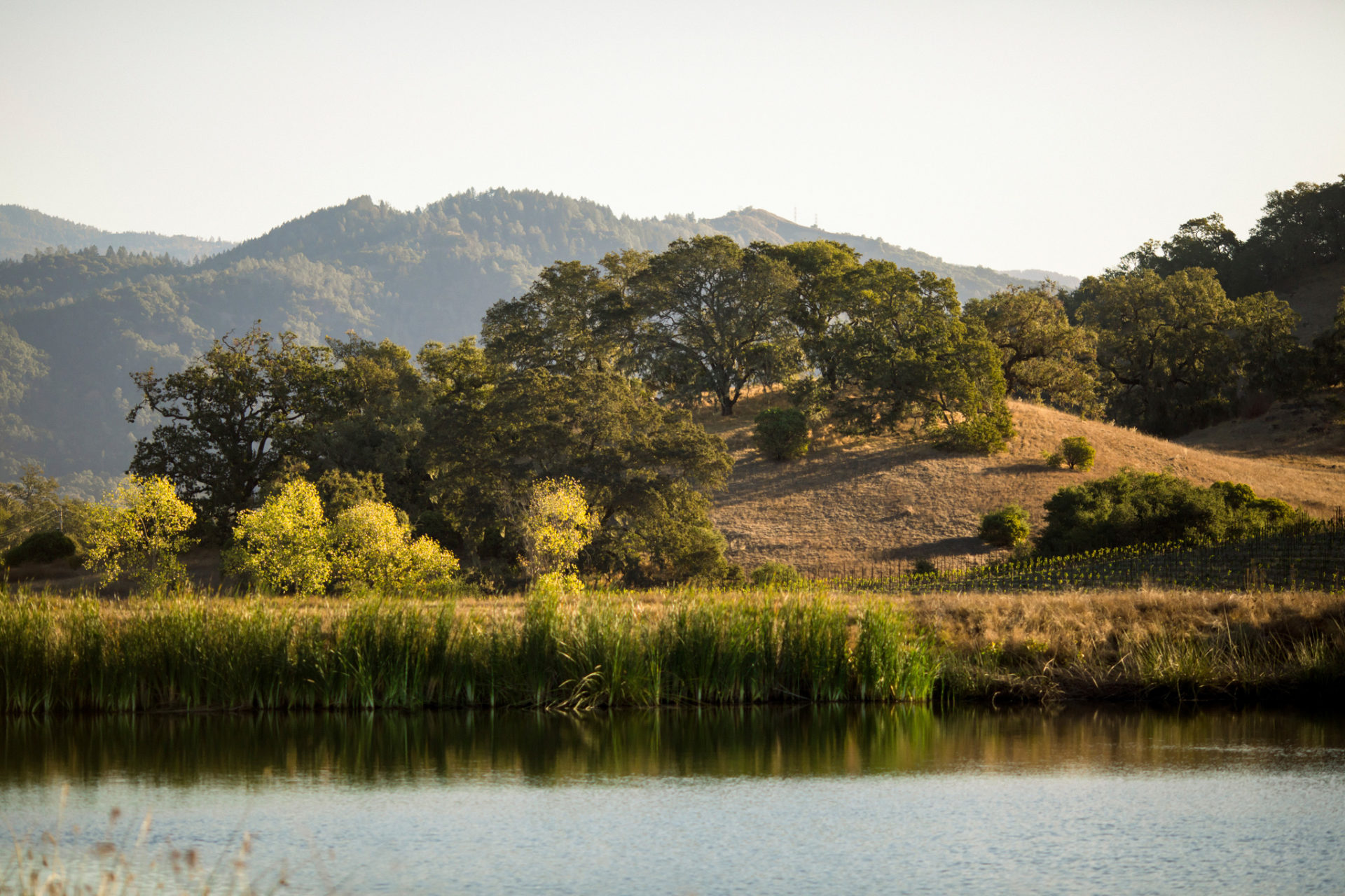 Beautiful landscape at Jordan Winery Estate