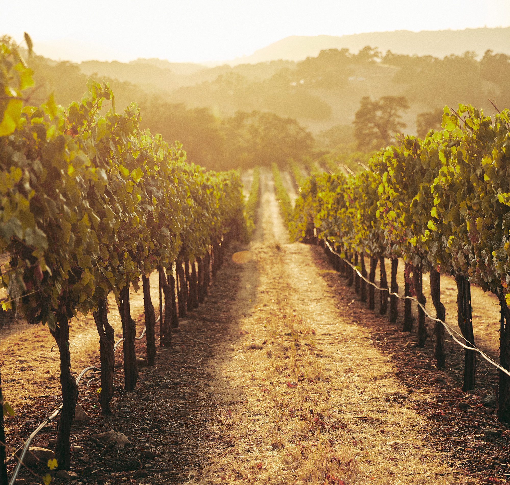 View down a vineyard row at Jordan Estate