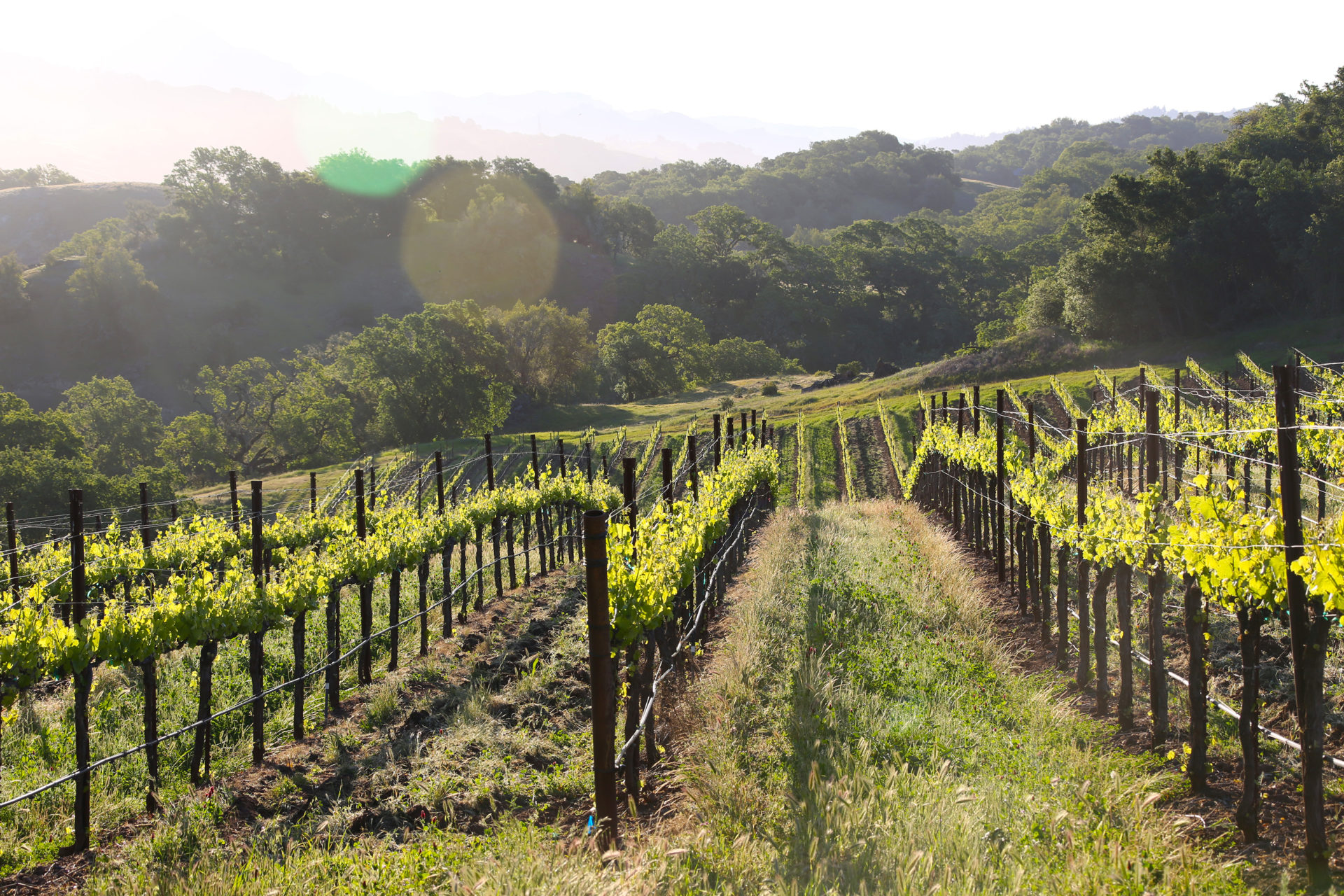 Jordan vineyard during the spring