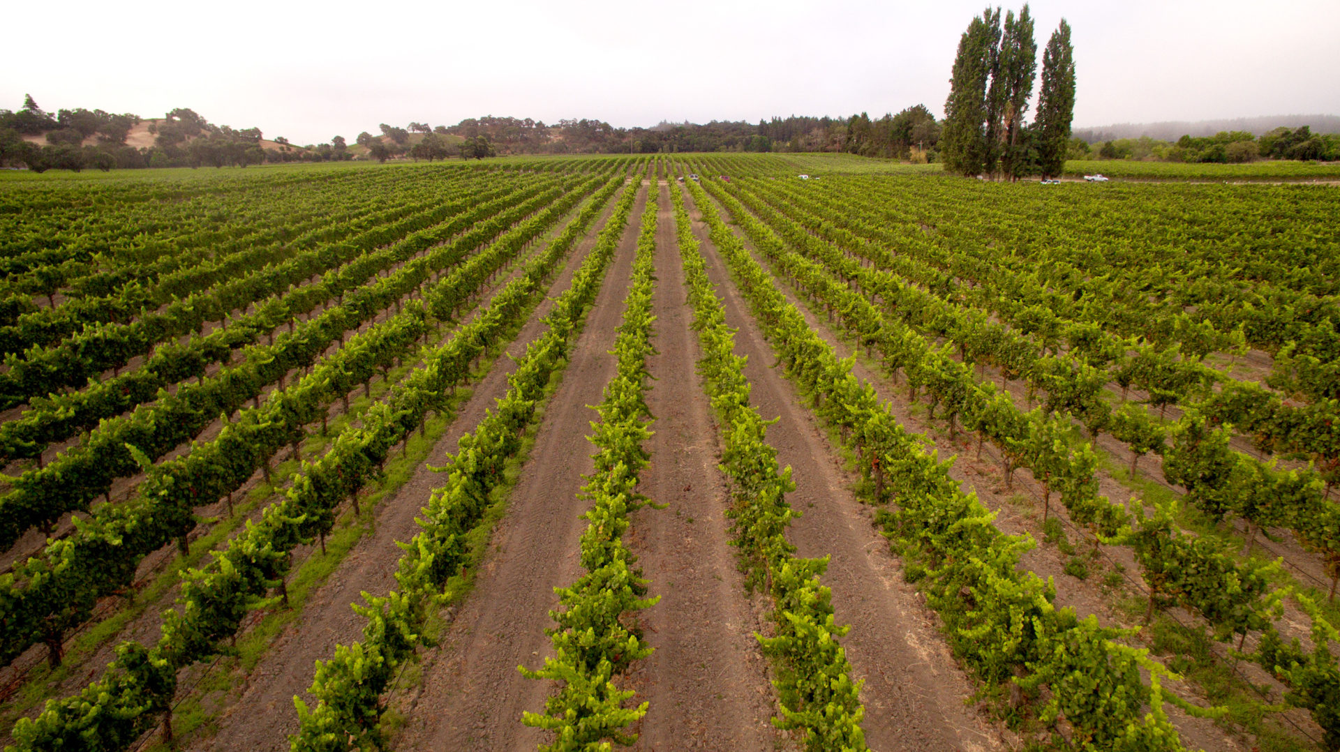 A vineyard at Jordan Estate