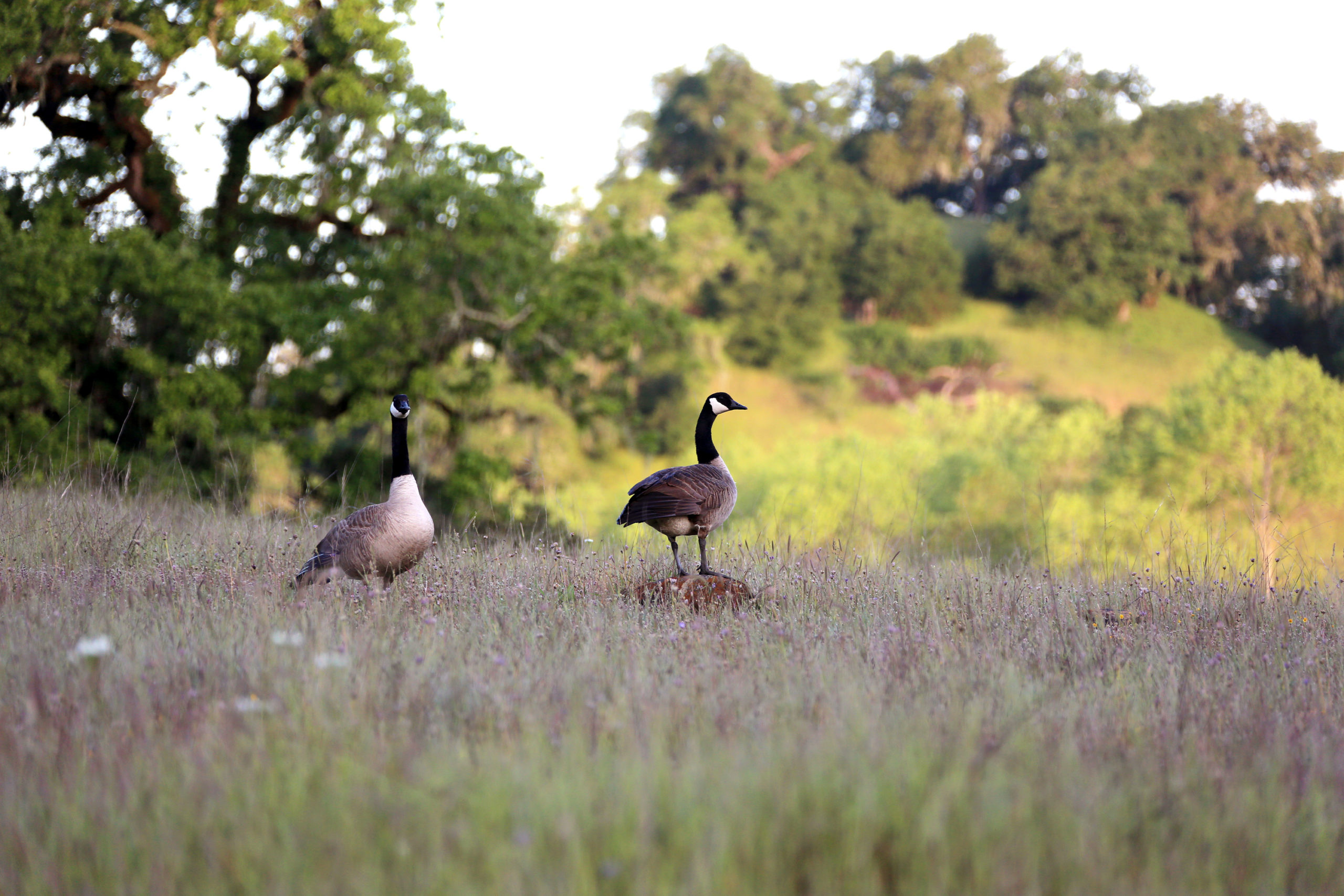 Geese in a field at Jordan Winery