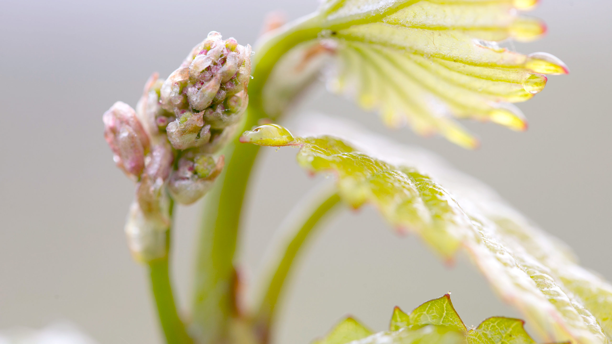 Chardonnay bud break, baby grapevine