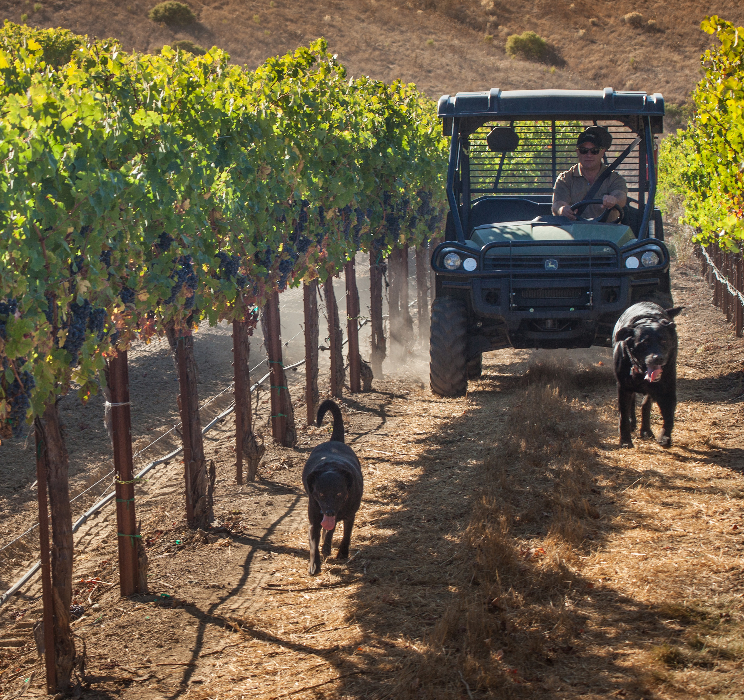 John Jordan driving a vehicle in a vineyard. Dogs are running alongside