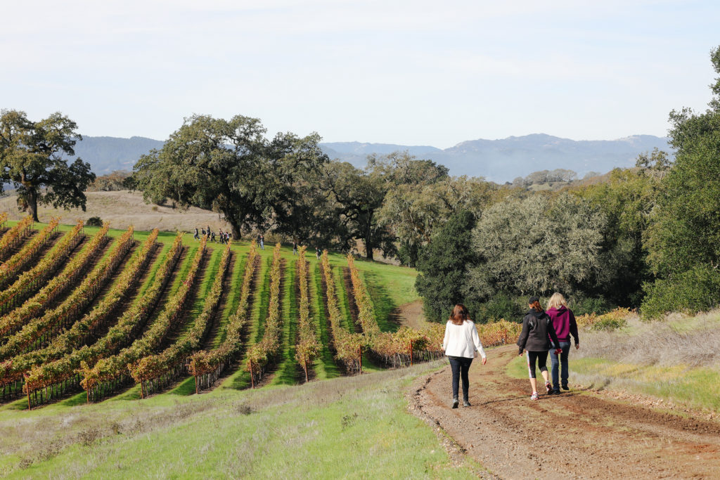 People walking in a vineyard at Jordan Winery