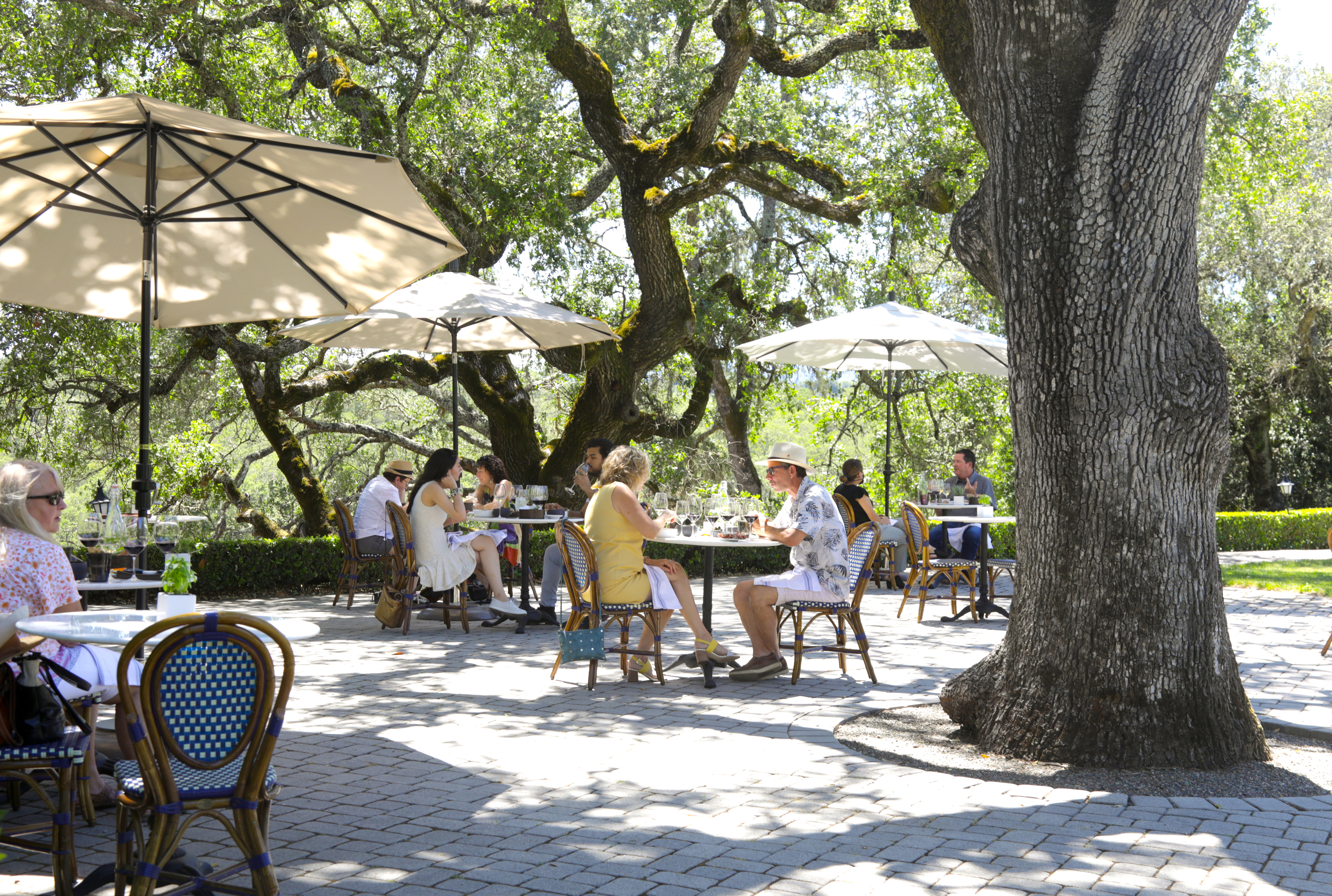 people sitting at bistro tables outdoors under umbrellas and oak trees