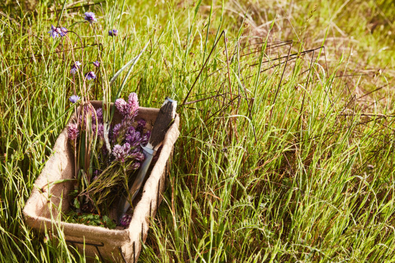 A box filled with foraged plants in a field
