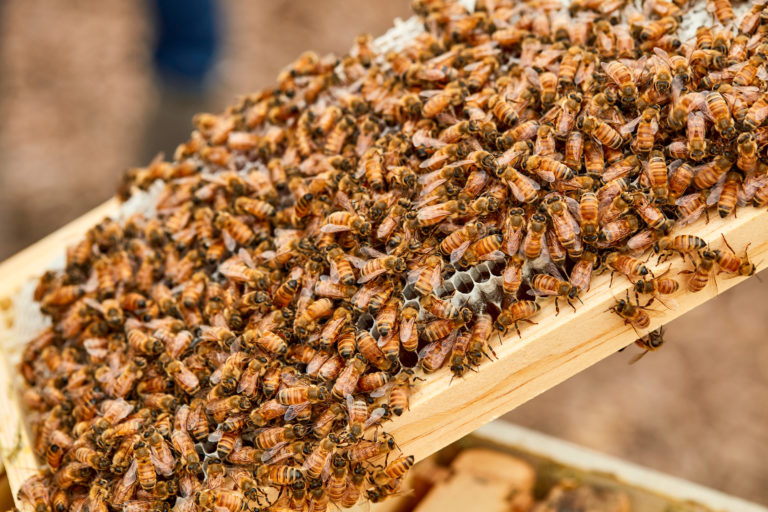 Bees on a beehive frame