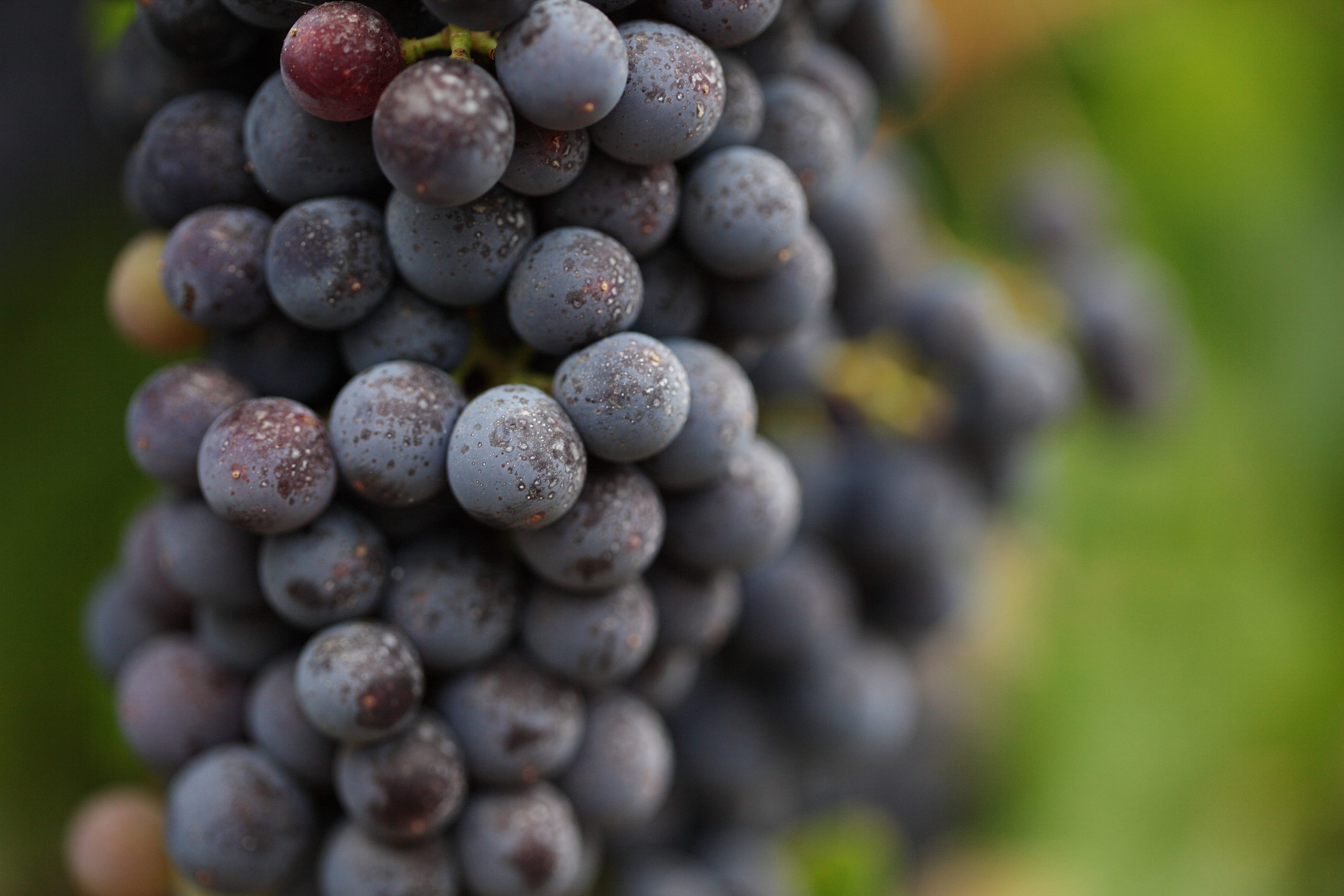 Close up of grape cluster