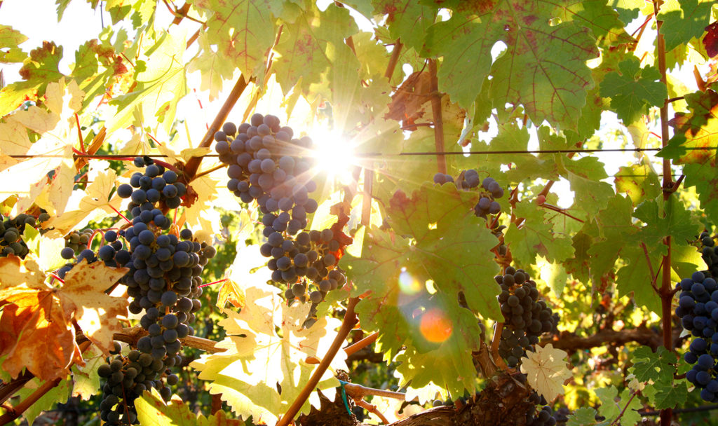 Grapes on a vine with sun shining through