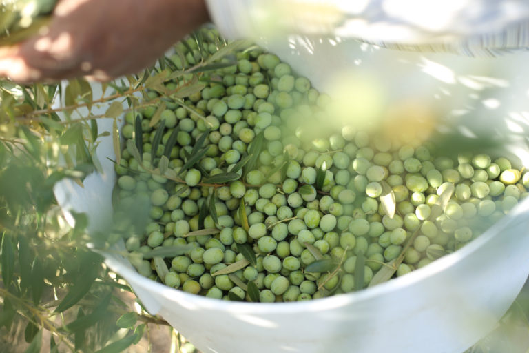 A person harvesting olives