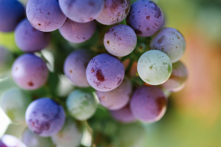 Extreme close-up of red and green grapes on a bundle.