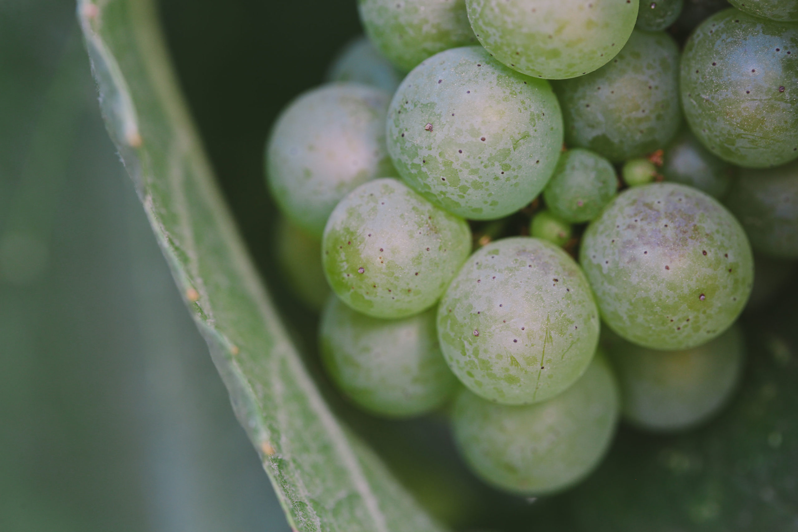 Close up of white grapes