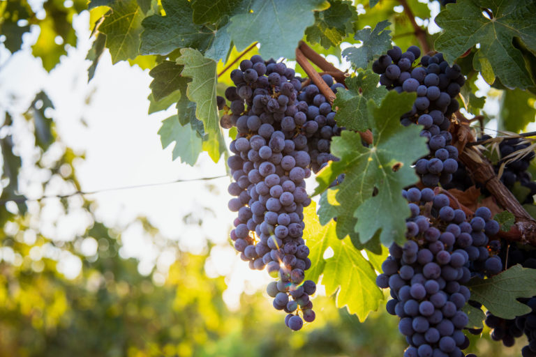 Leaves and grape clusters