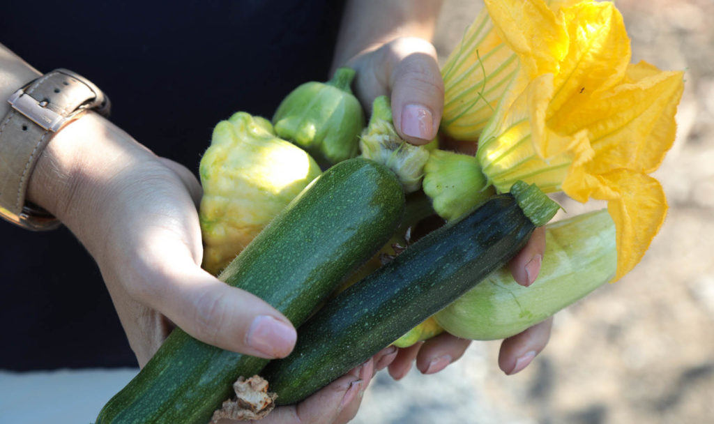 guest holding cucumbers picked from jordan garden