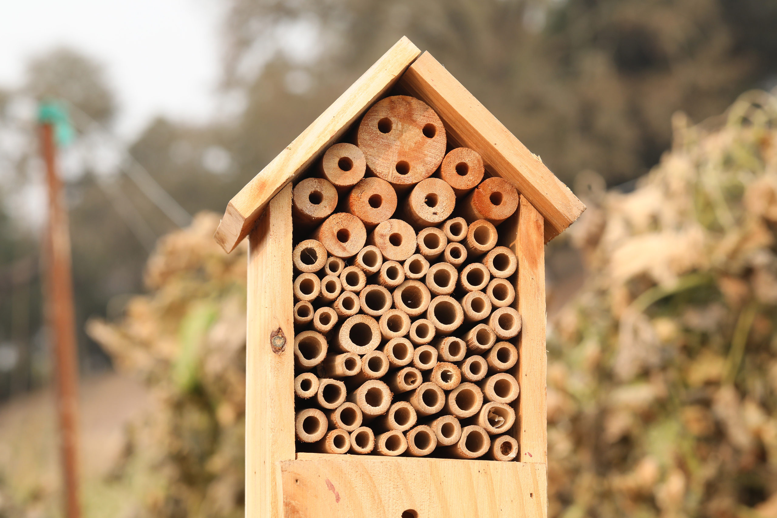 A home for mason bees