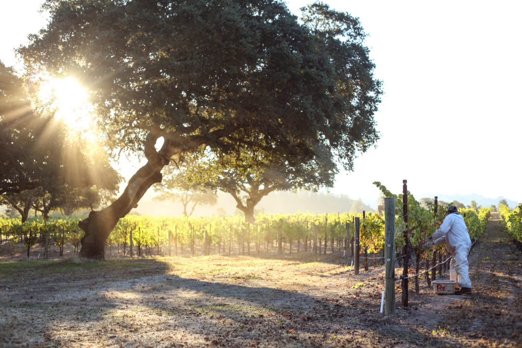 Person working in vineyard under large tree at Jordan Winery