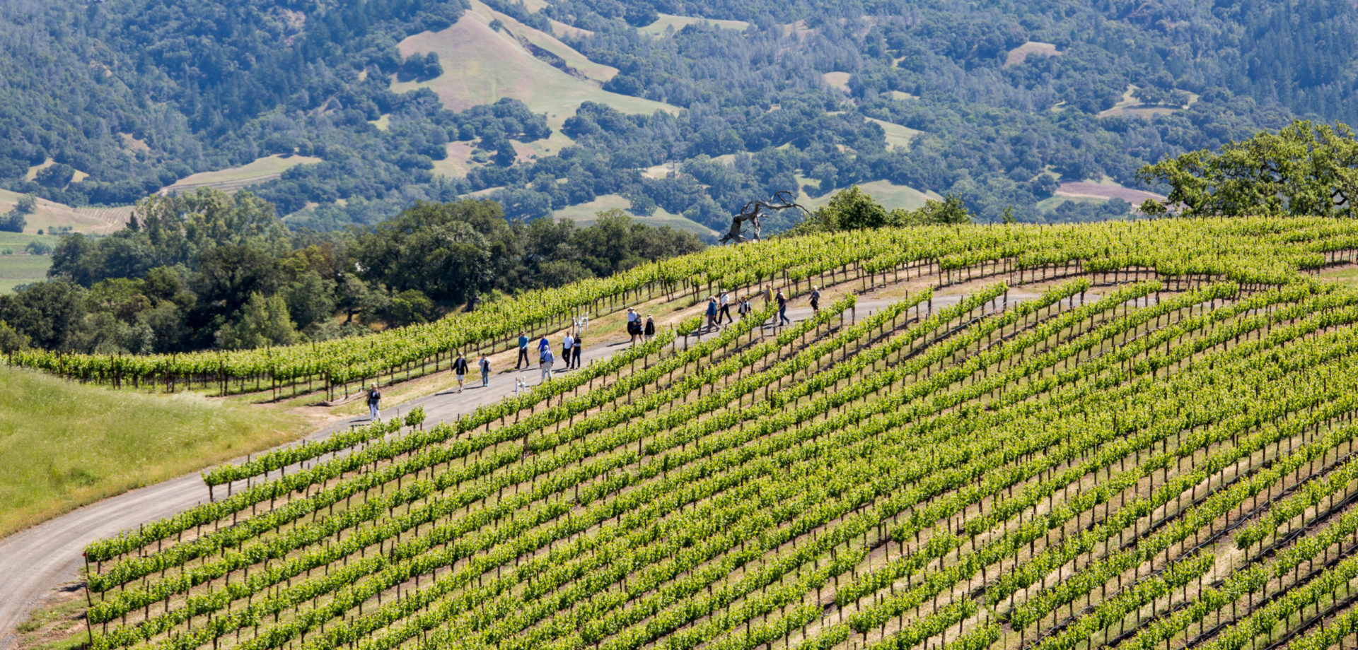 Sonoma landscape with vineyards, hills and people hiking