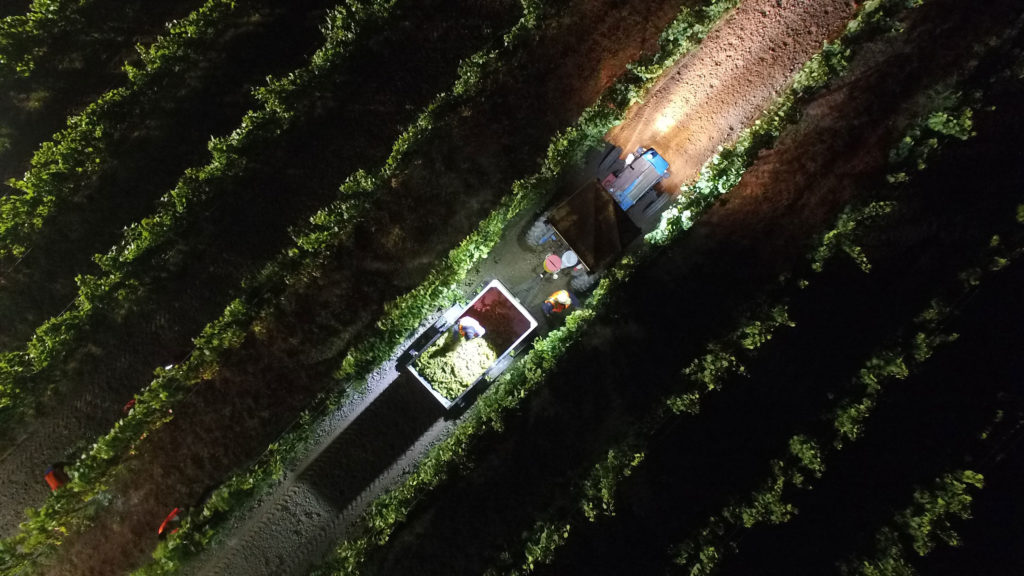 Night harvest in the Chardonnay vineyard at Jordan Winery