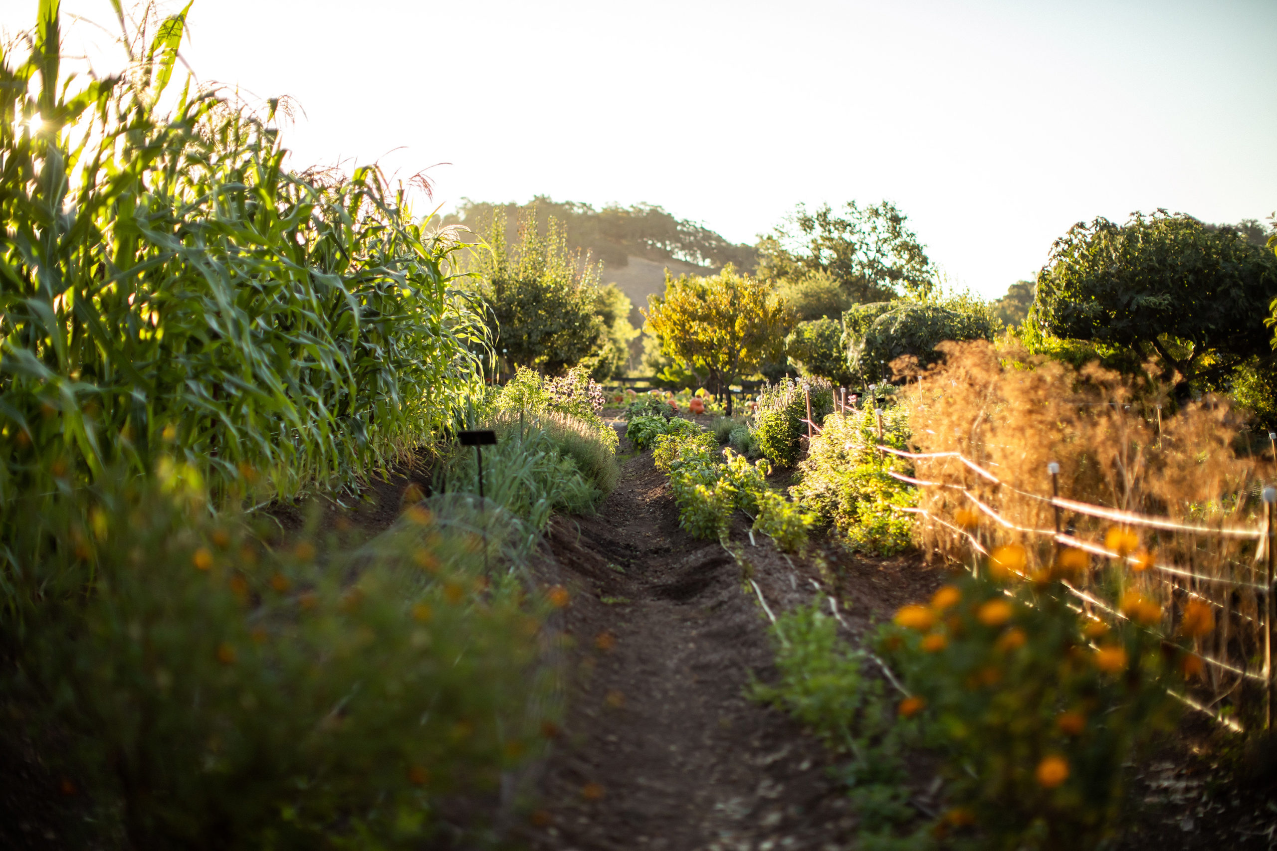 The winery garden at Jordan Estate