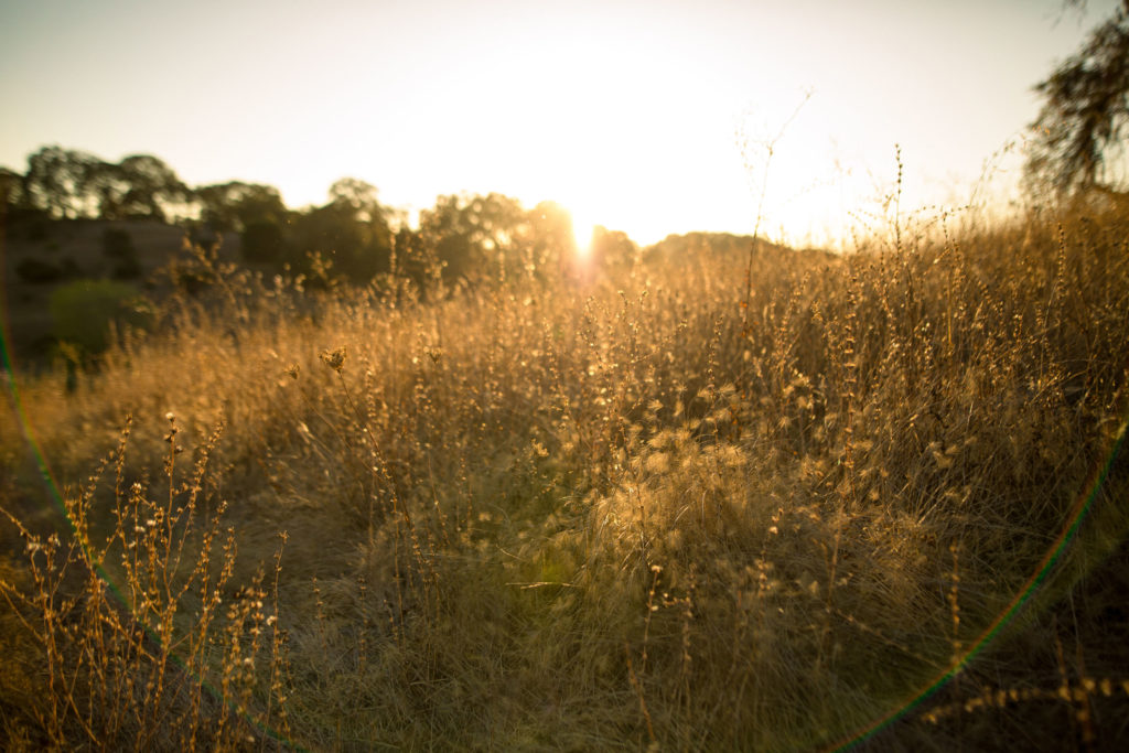 Sunset in a field at Jordan Estate