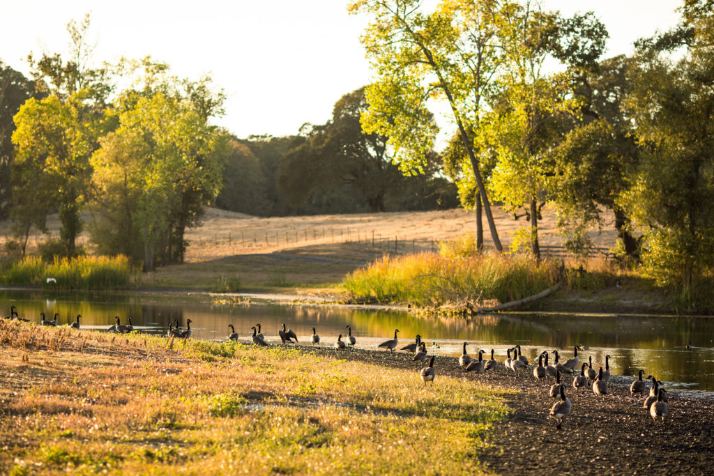Geese on the bank of the river with trees and fields surrounding