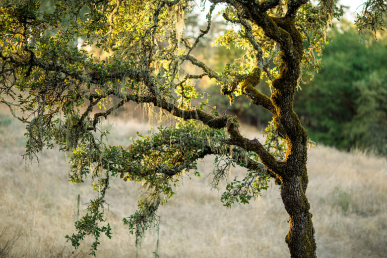 Tree with Spanish moss at Jordan Winery