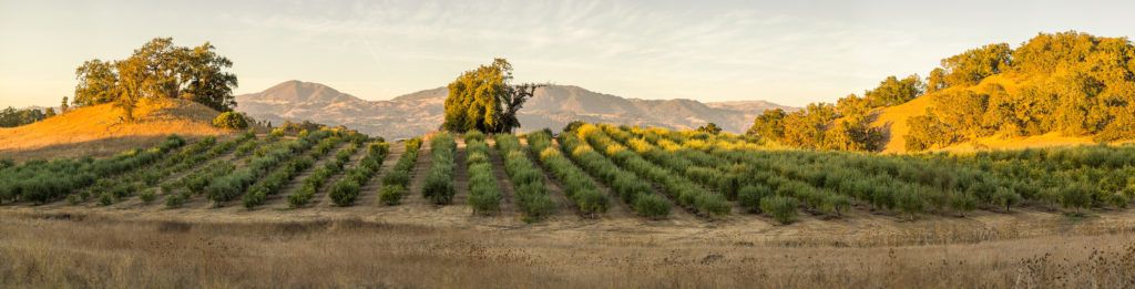 Olive trees at Jordan Estate