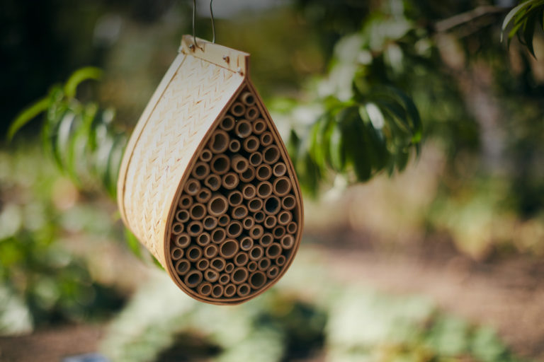 A home for mason bees