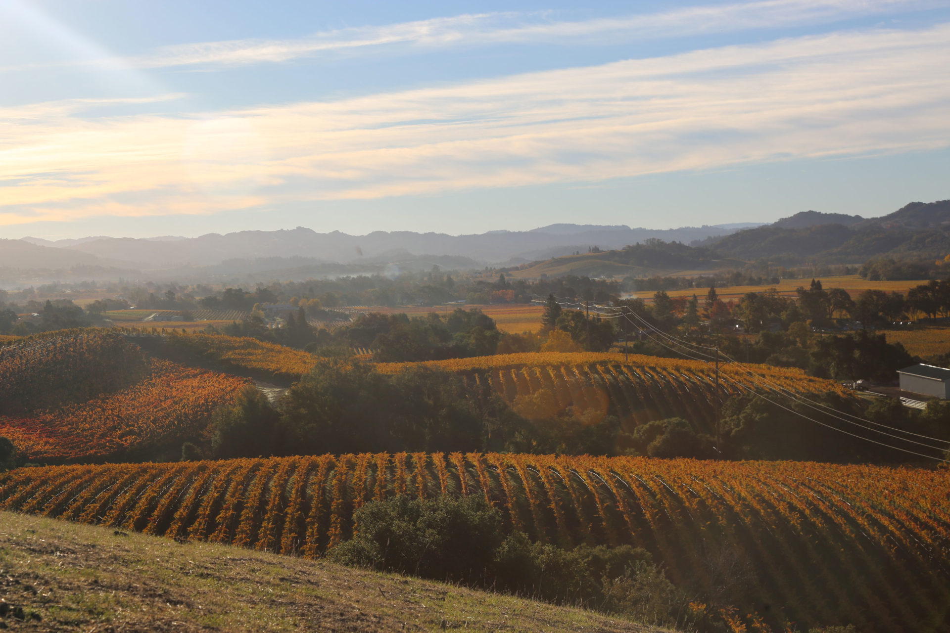 Vineyard in Alexander Valley