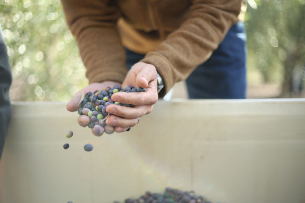 Hands holding olives