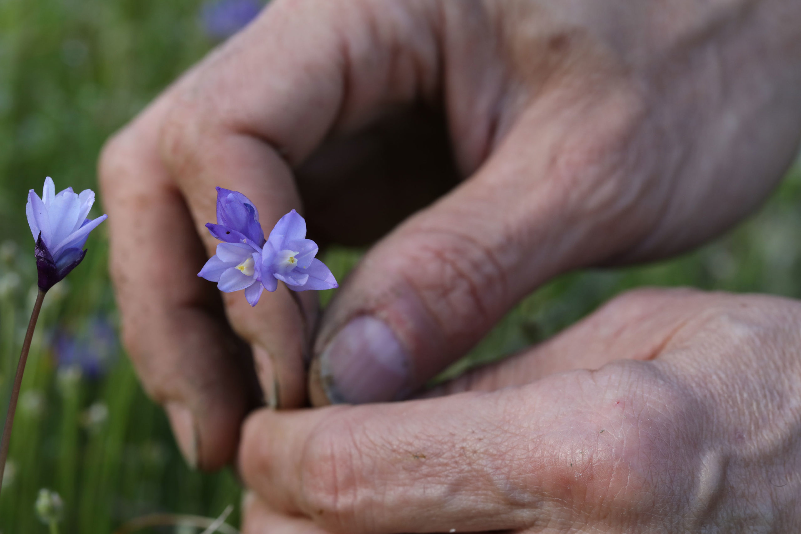 Hands picking a flower