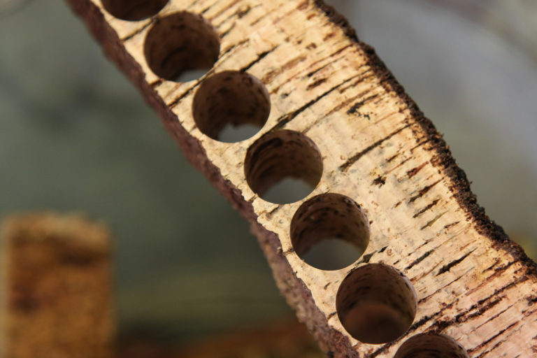 Wine cork shaped holes in branch