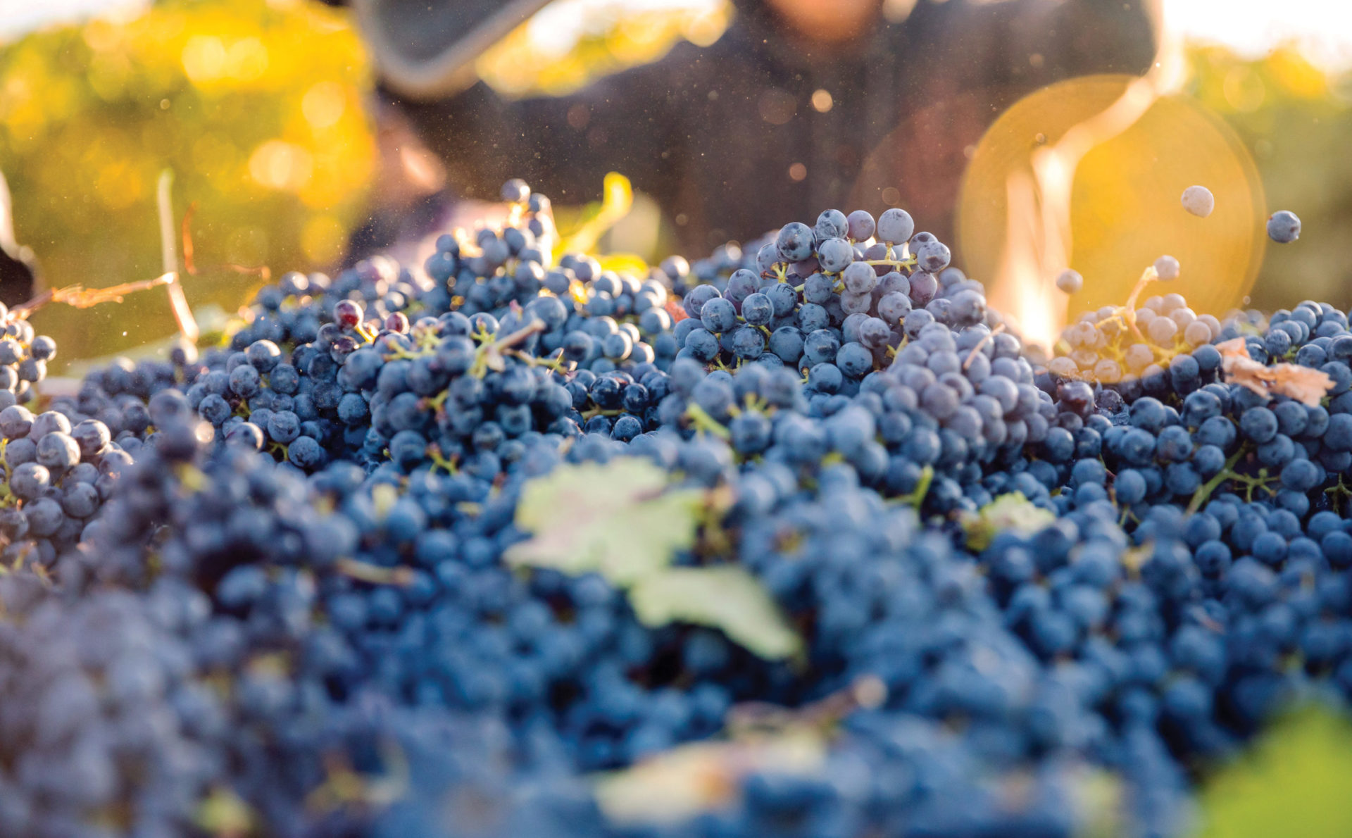 Close up of grape clusters