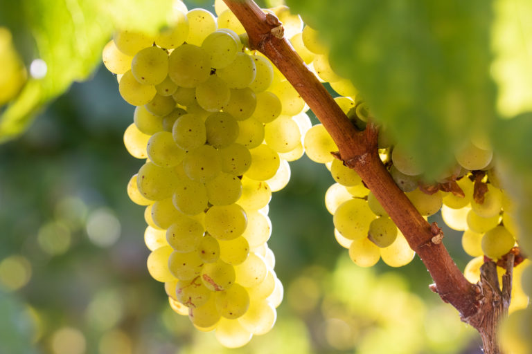 The sun shines through a bundle of green grapes hanging from a branch.