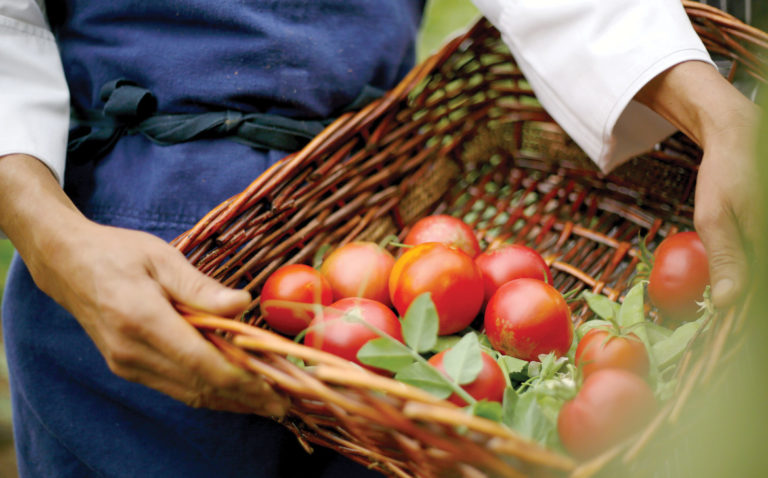 A person in an apron holding a basket of tomatoes