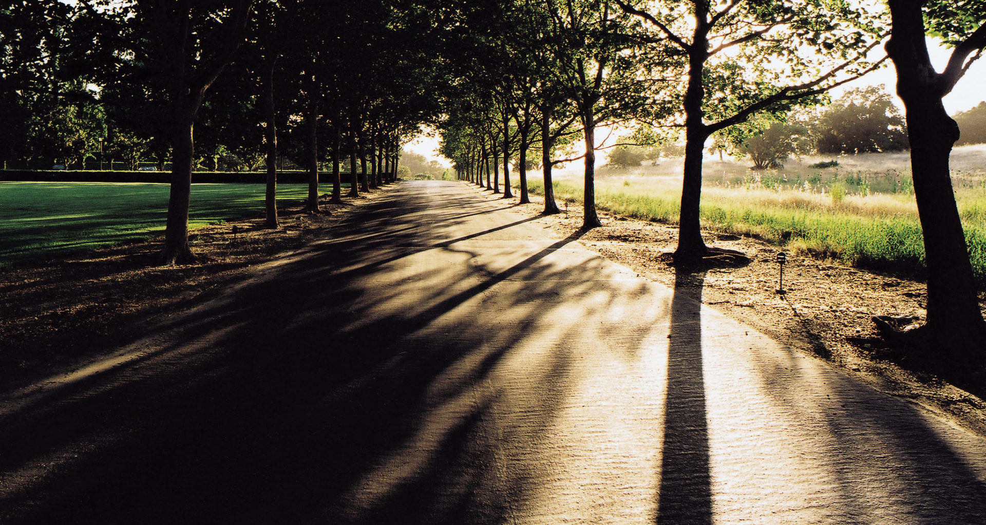 Tree lined driveway at Jordan Winery