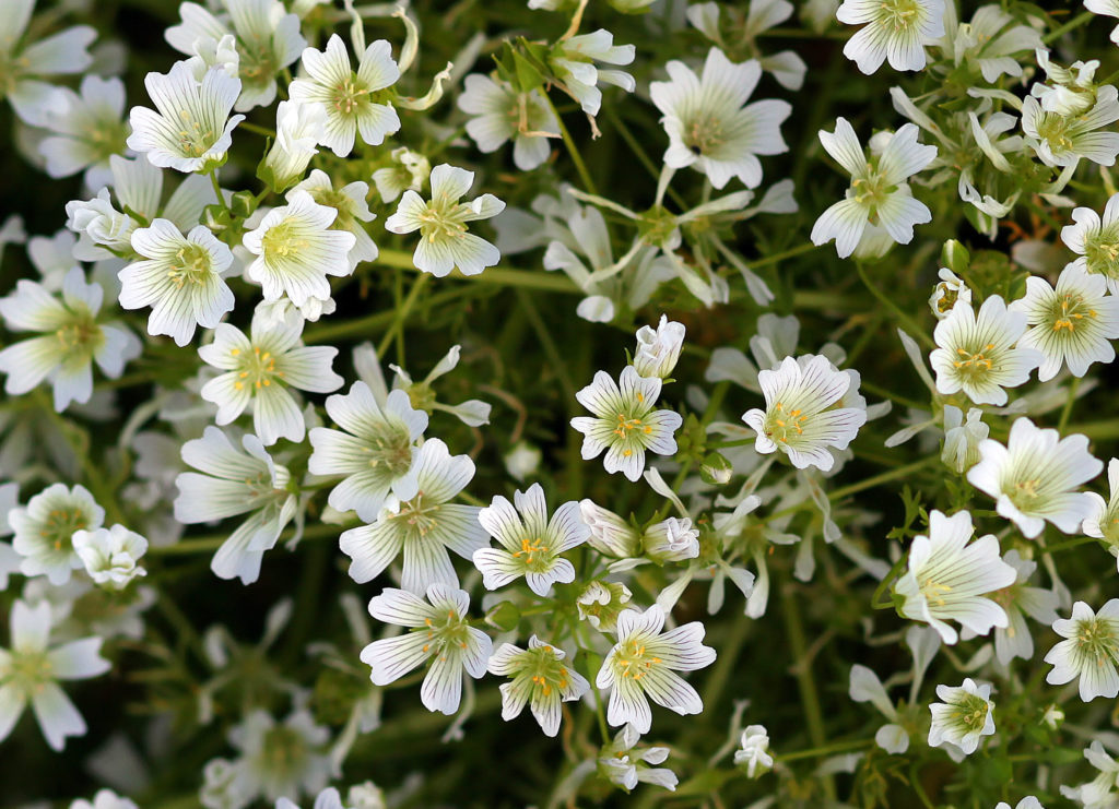 White flowes growing